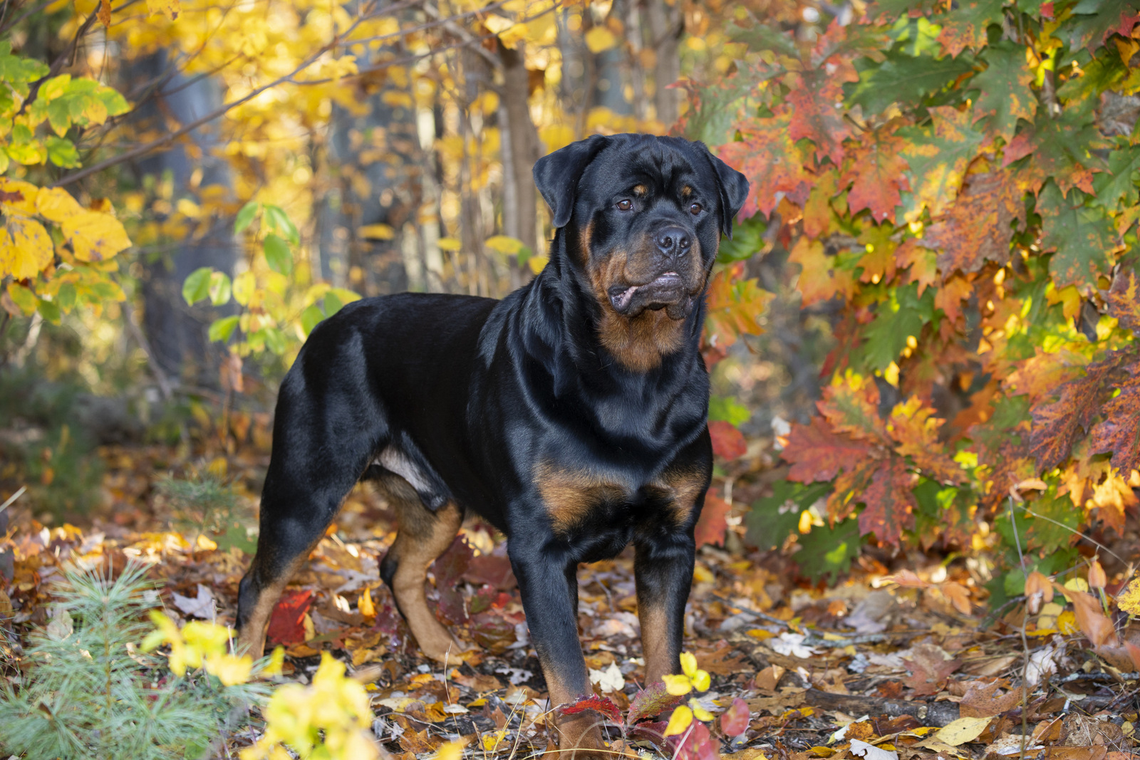 Rottweiler in late October; Chester, Connecticut, USA (CC)