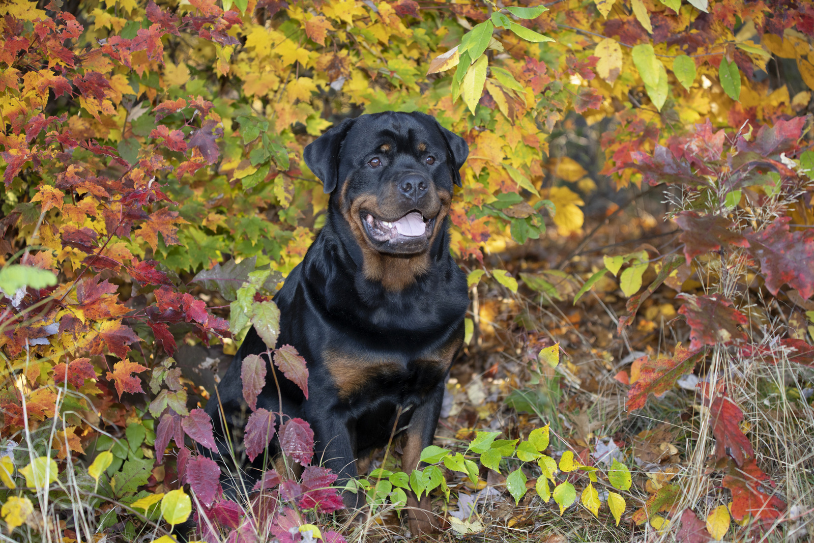 Rottweiler in late October; Chester, Connecticut, USA (CC)