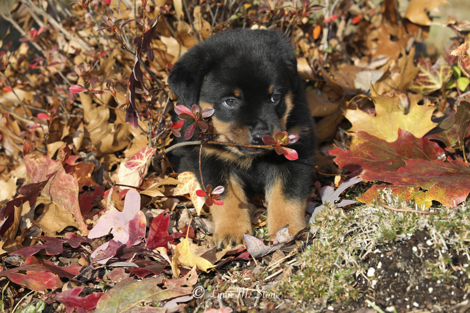 Rottweiler pup(s) iin late fall; Haddam, Connecticut, USA (CC)