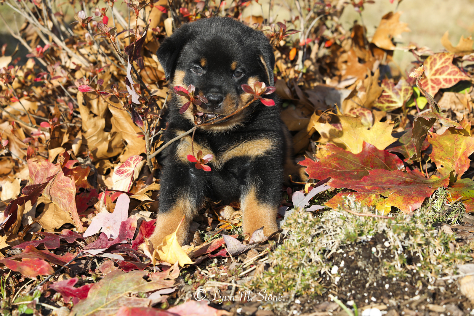 Rottweiler pup(s) iin late fall; Haddam, Connecticut, USA (CC)