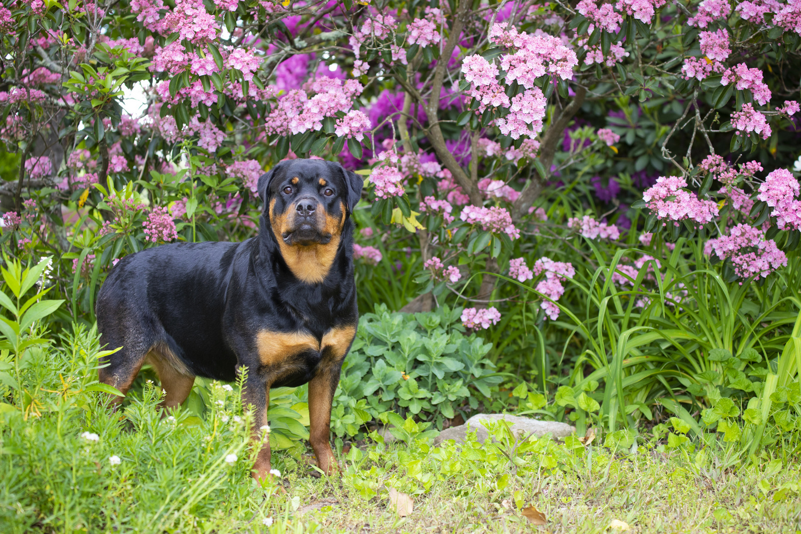Rottweiler and flowering shrubs, late May; Haddam, Connecticut, USA (CC)