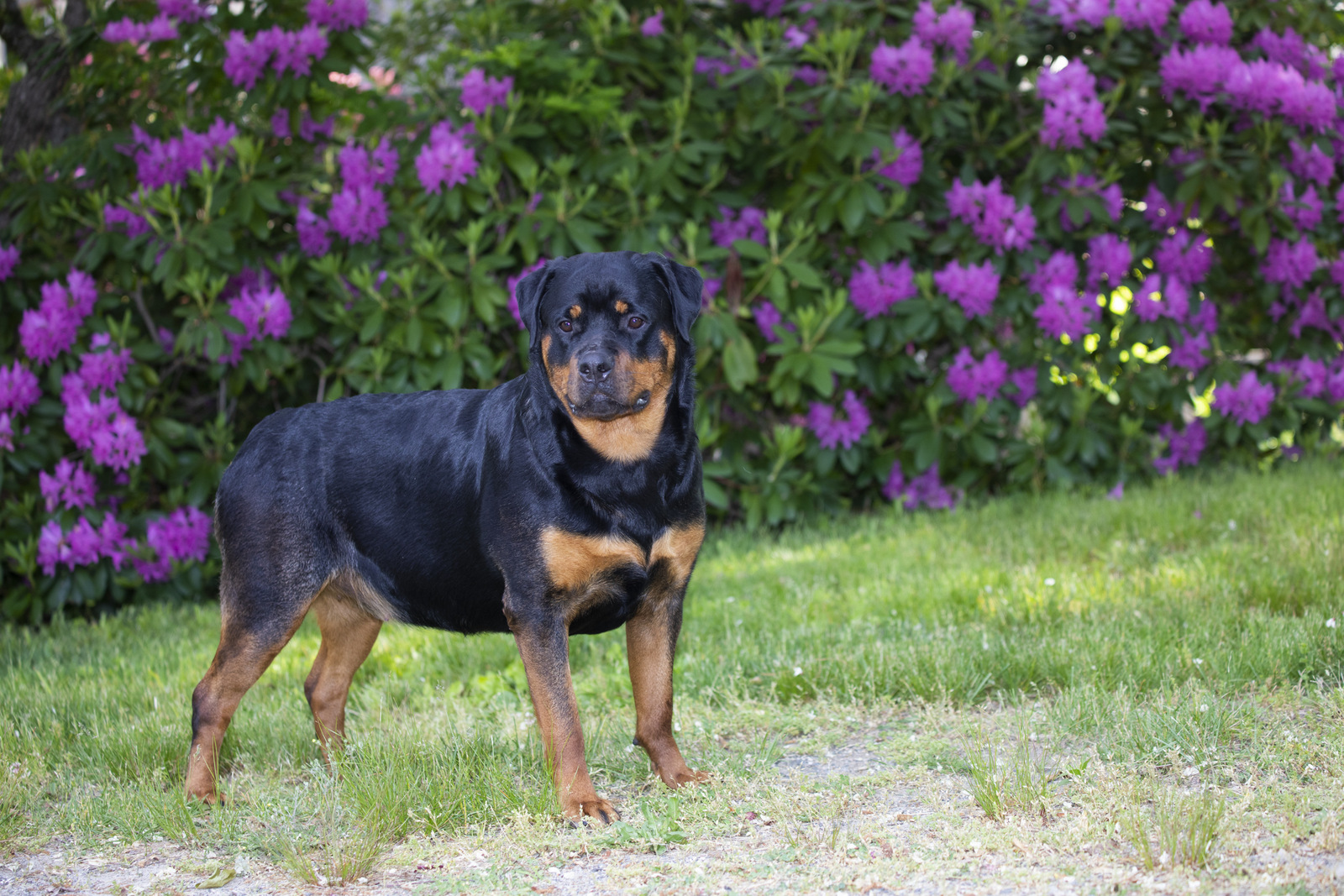 Rottweiler and flowering shrubs, late May; Haddam, Connecticut, USA (CC)