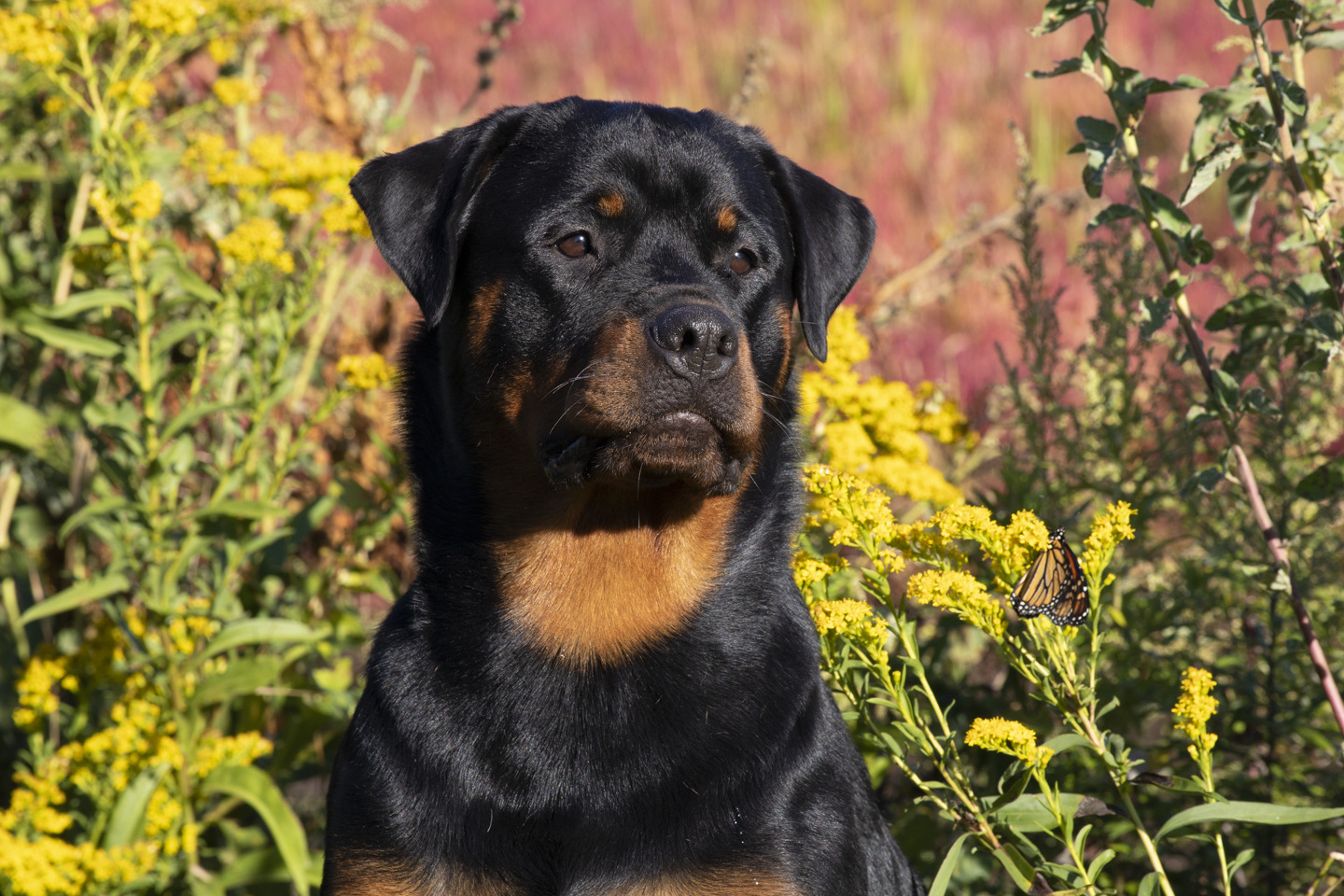 Rottweiler in Goldenrod at edge of salt marsh redddened by Glasswort; with Monarch Butterfly; Guilford, Connecticut USA (CC)
