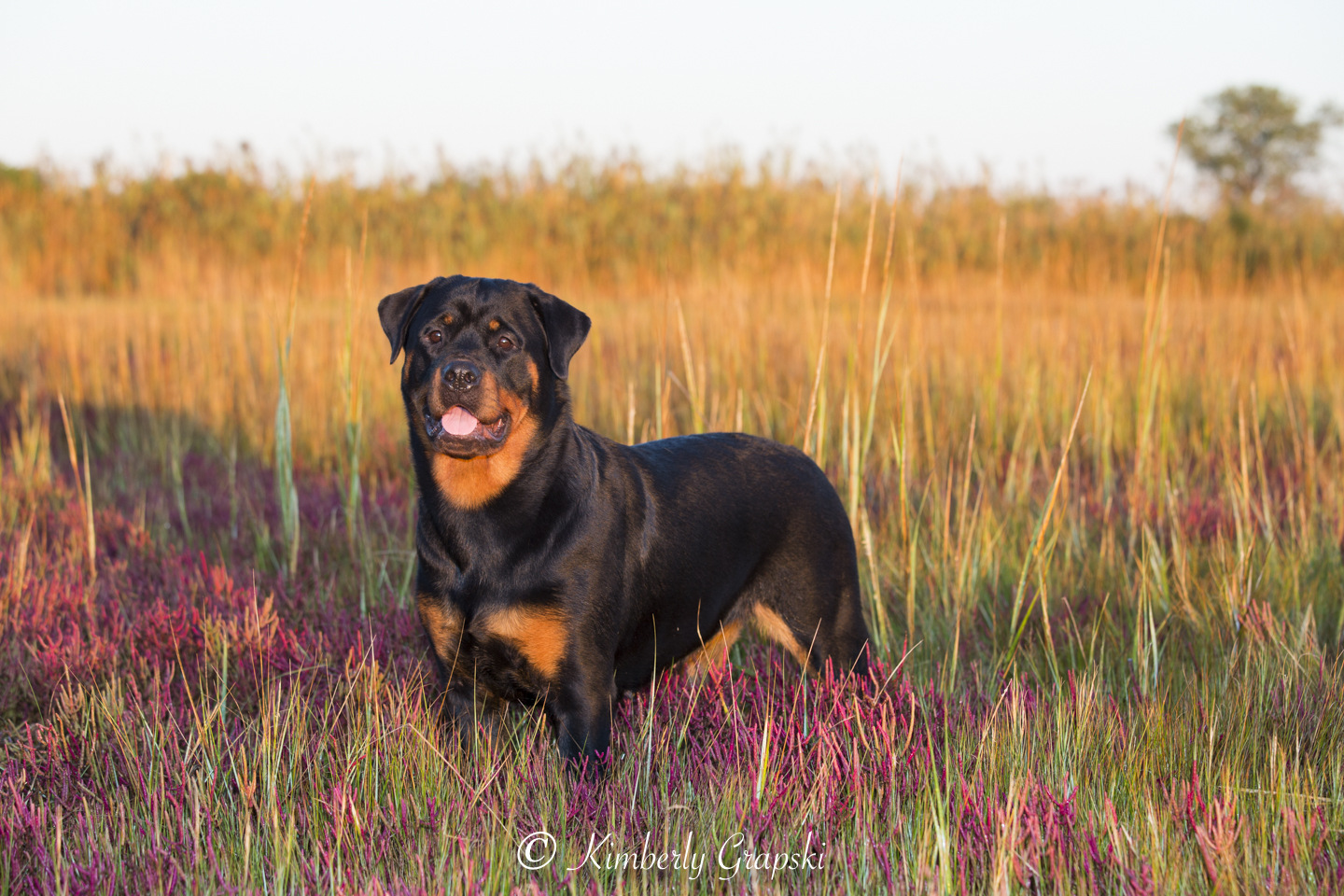 Rottweiler in salt marsh at dawn with autumn-reddened Glasswort; Guilford, Connecticut, USA (CC)