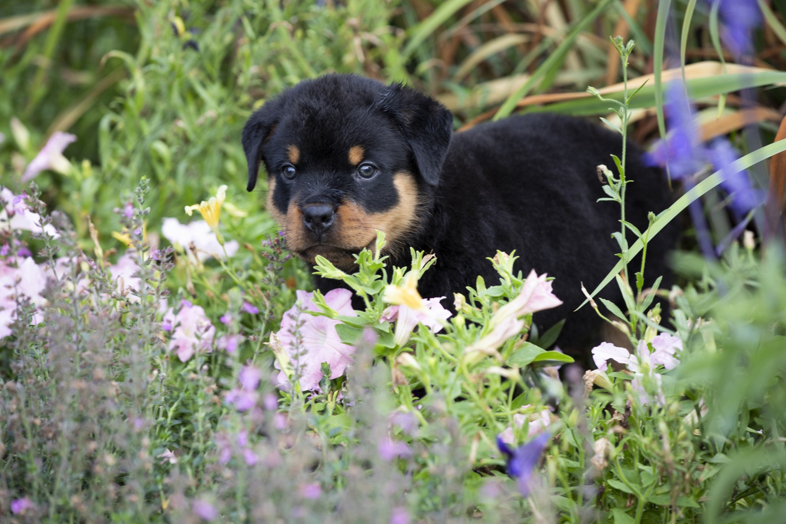 Maserati Rottweiler Welcome To Mustang Rottweilers