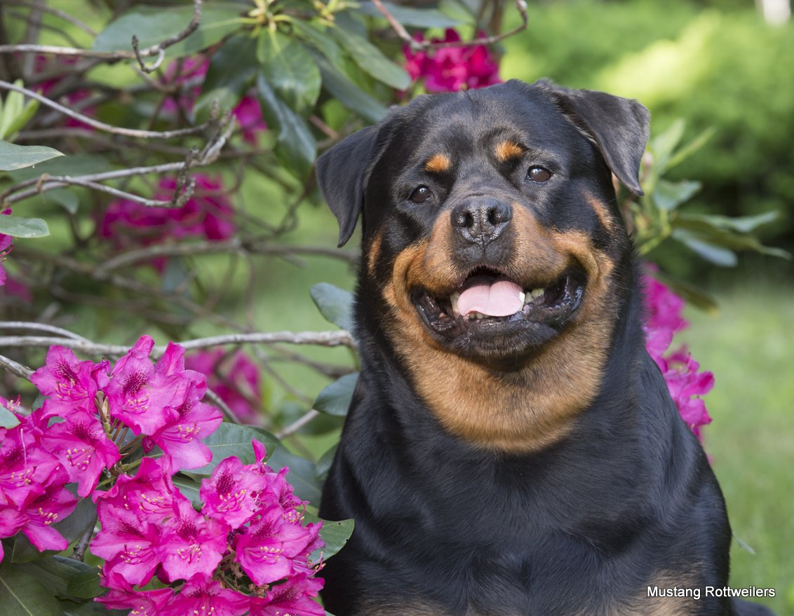 Rottweiler with Rhododenrons; Haddam, Connecticut, USA (CC)