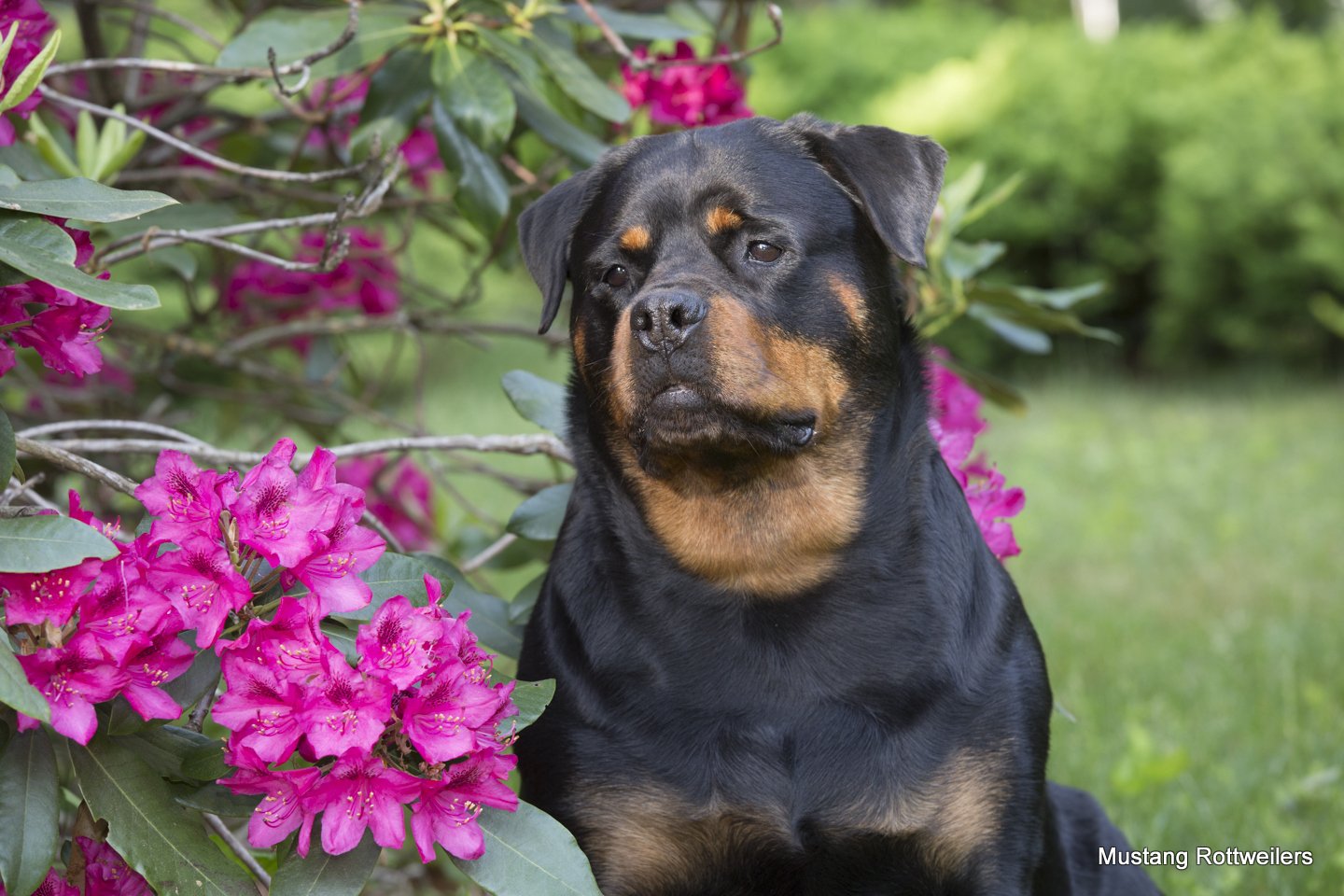 Rottweiler with Rhododenrons; Haddam, Connecticut, USA (CC)