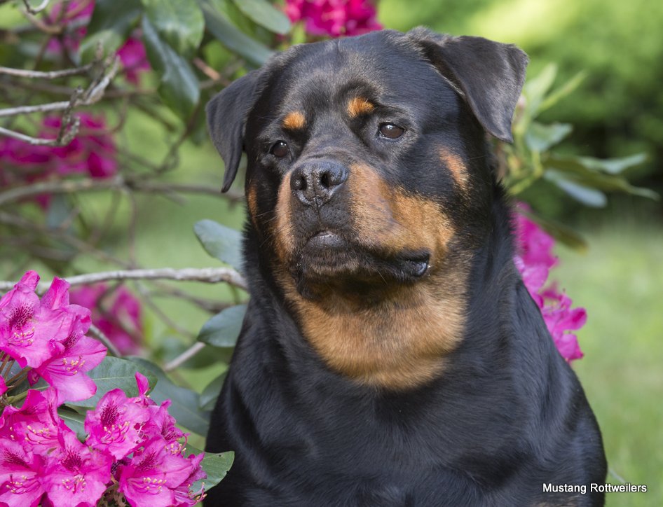 Rottweiler with Rhododenrons; Haddam, Connecticut, USA (CC)