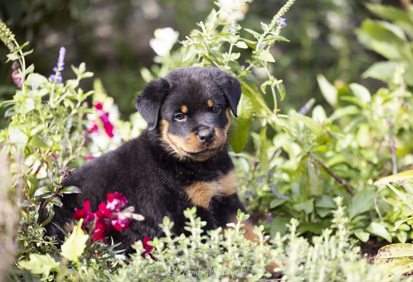 ROTTWEILER Pup(s) in late summer flower garden; Waterford, Connecticut, USA (CC)