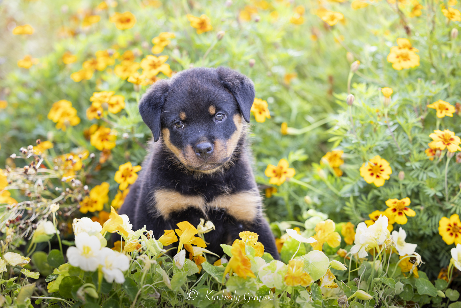 ROTTWEILER Pup(s) in late summer flower garden; Waterford, Connecticut, USA (CC)