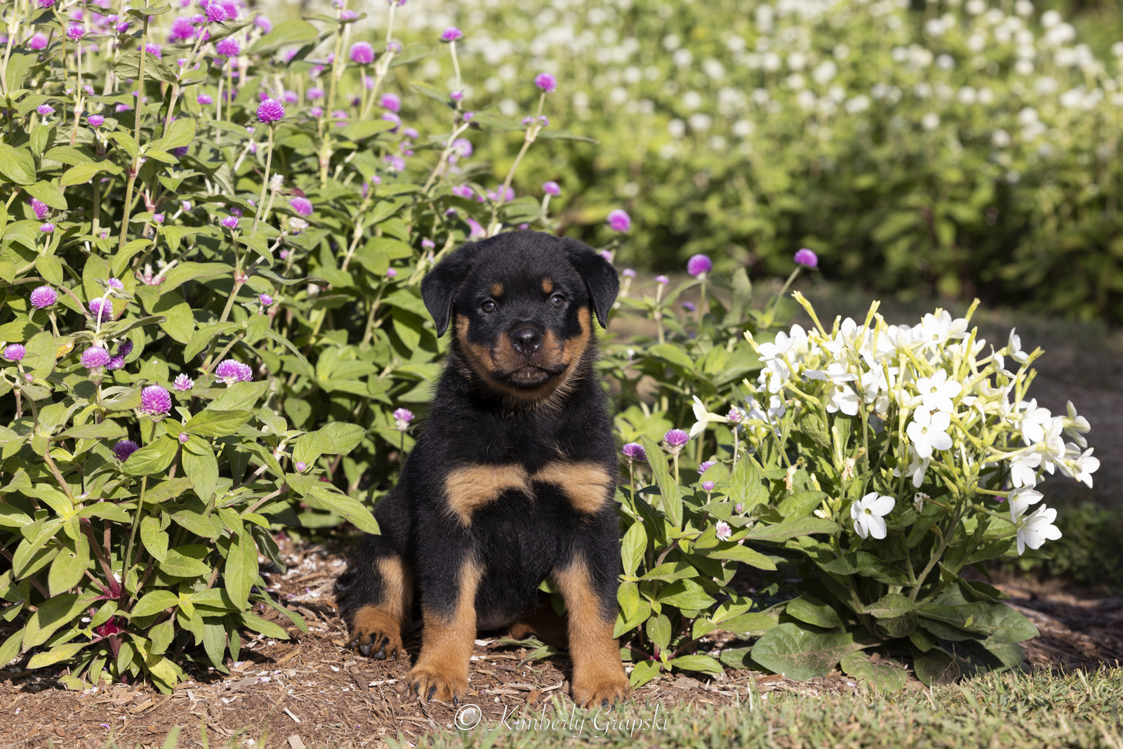 ROTTWEILER Pup(s) in late summer flower garden; Waterford, Connecticut, USA (CC)