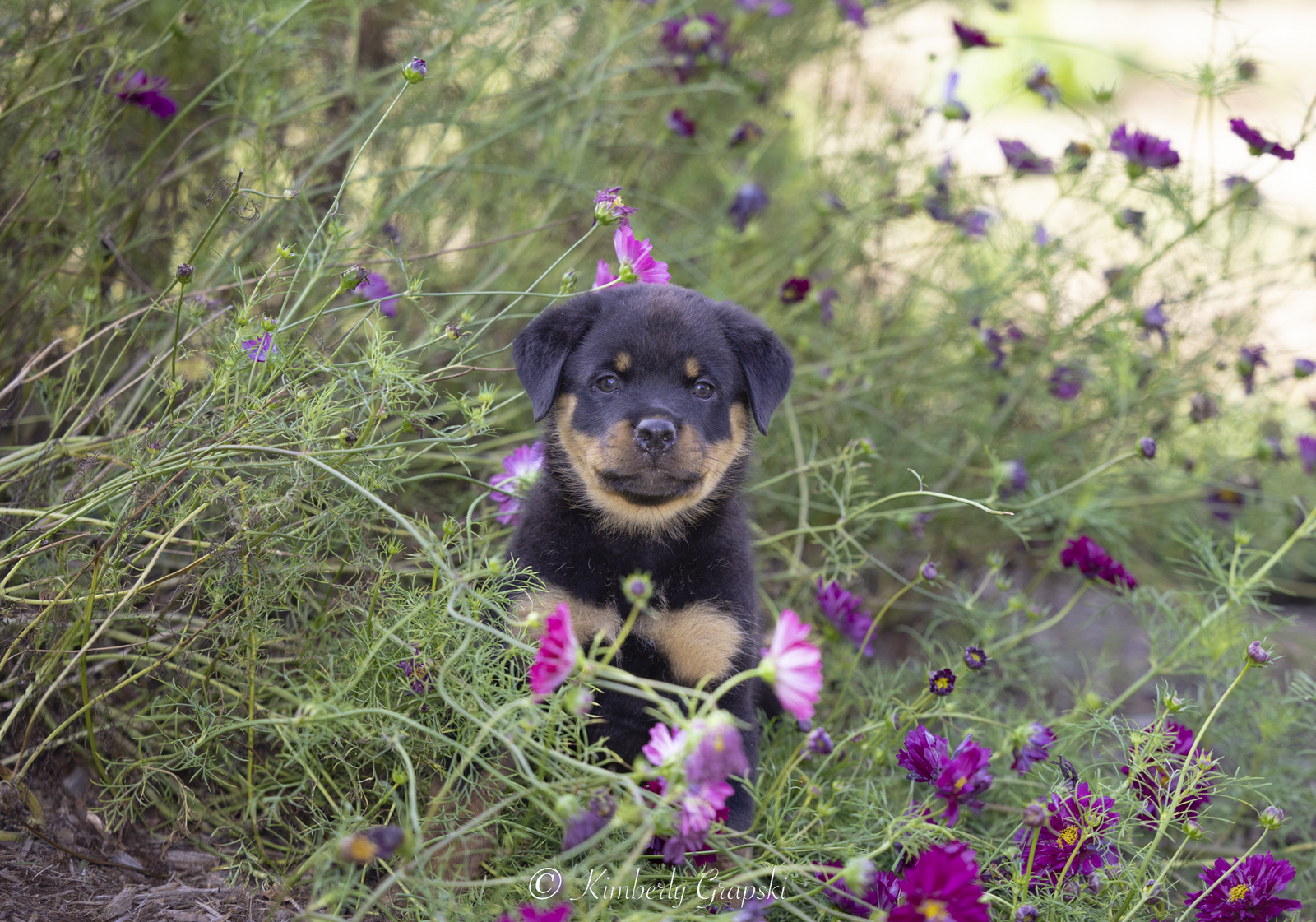 ROTTWEILER Pup(s) in late summer flower garden; Waterford, Connecticut, USA (CC)