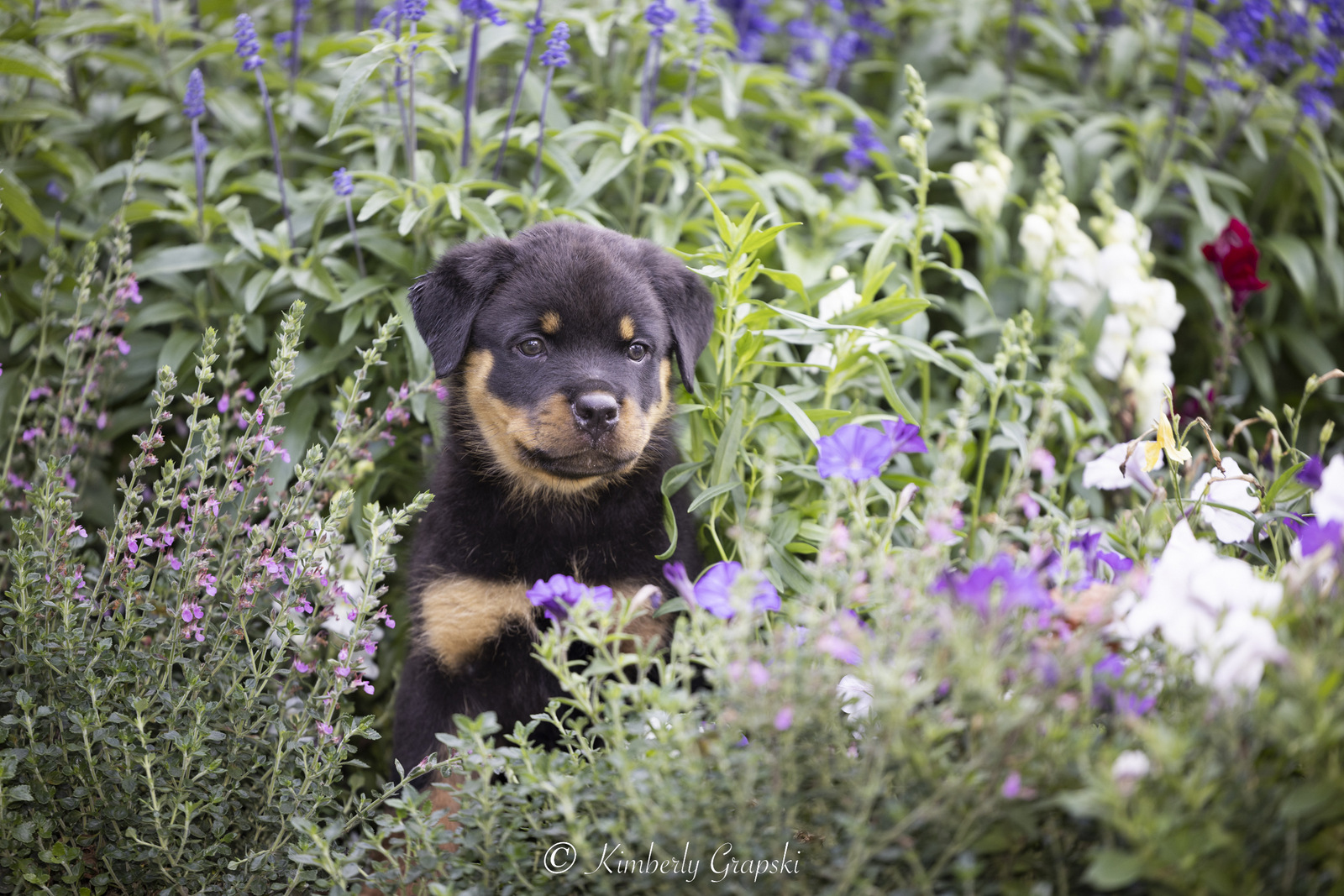 ROTTWEILER Pup(s) in late summer flower garden; Waterford, Connecticut, USA (CC)