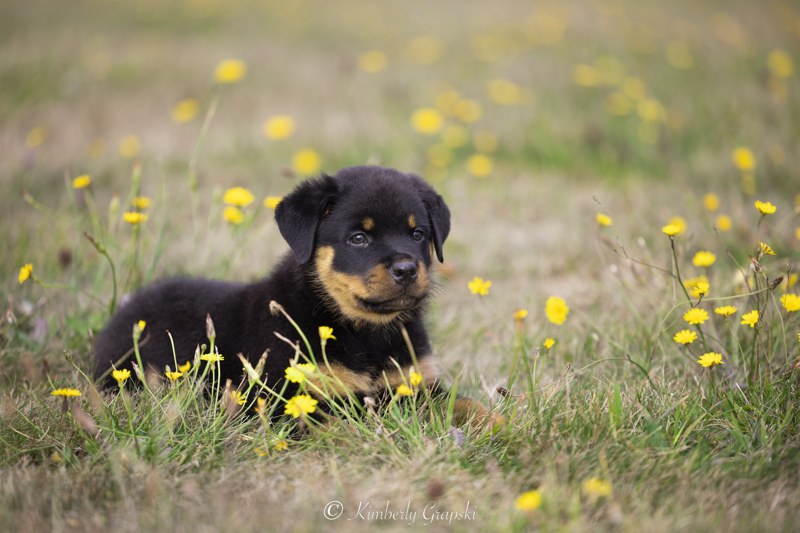ROTTWEILER Pup(s) in late summer flower garden; Waterford, Connecticut, USA (CC)