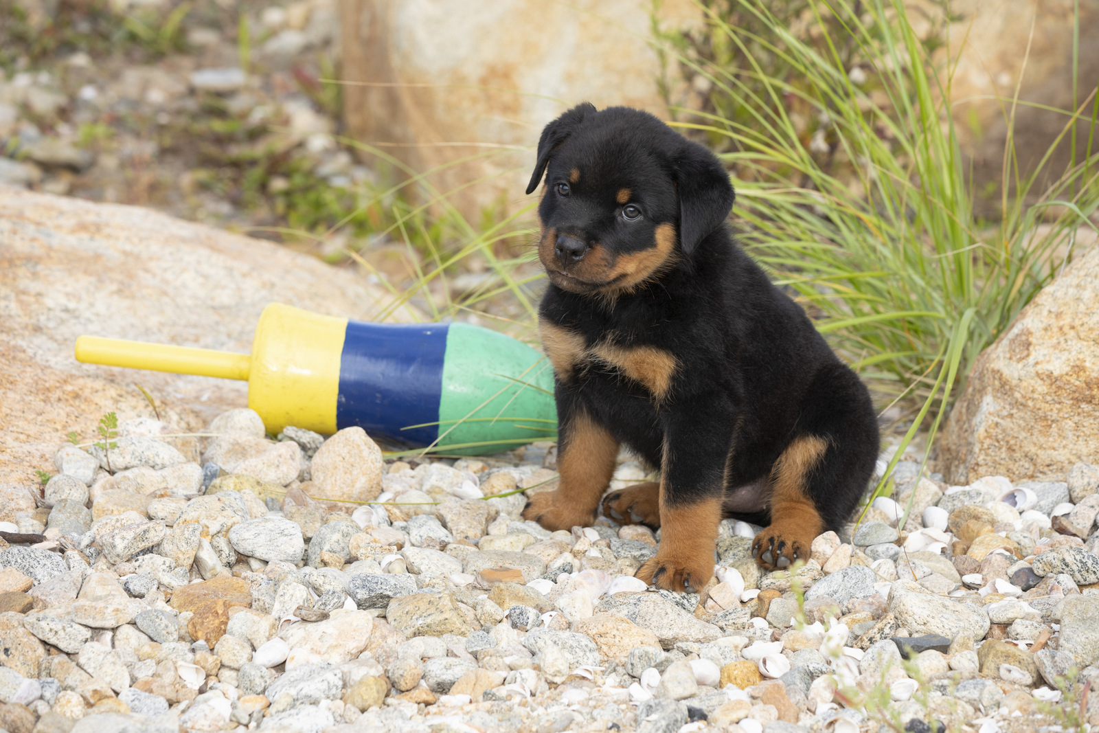 ROTTWEILER PUPPY(S) on rocky beach;  Long Island Sound; Waterford, Connecticut, USA (CC)