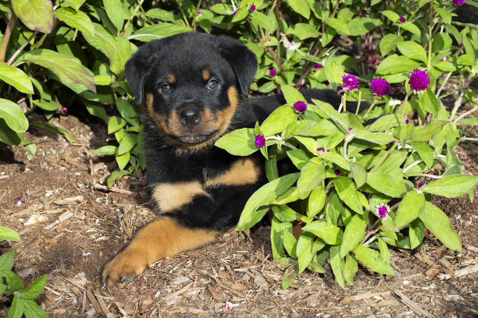 ROTTWEILER PUPPY(S) in late summer flowers; Waterford, Connecticut, USA (CC)