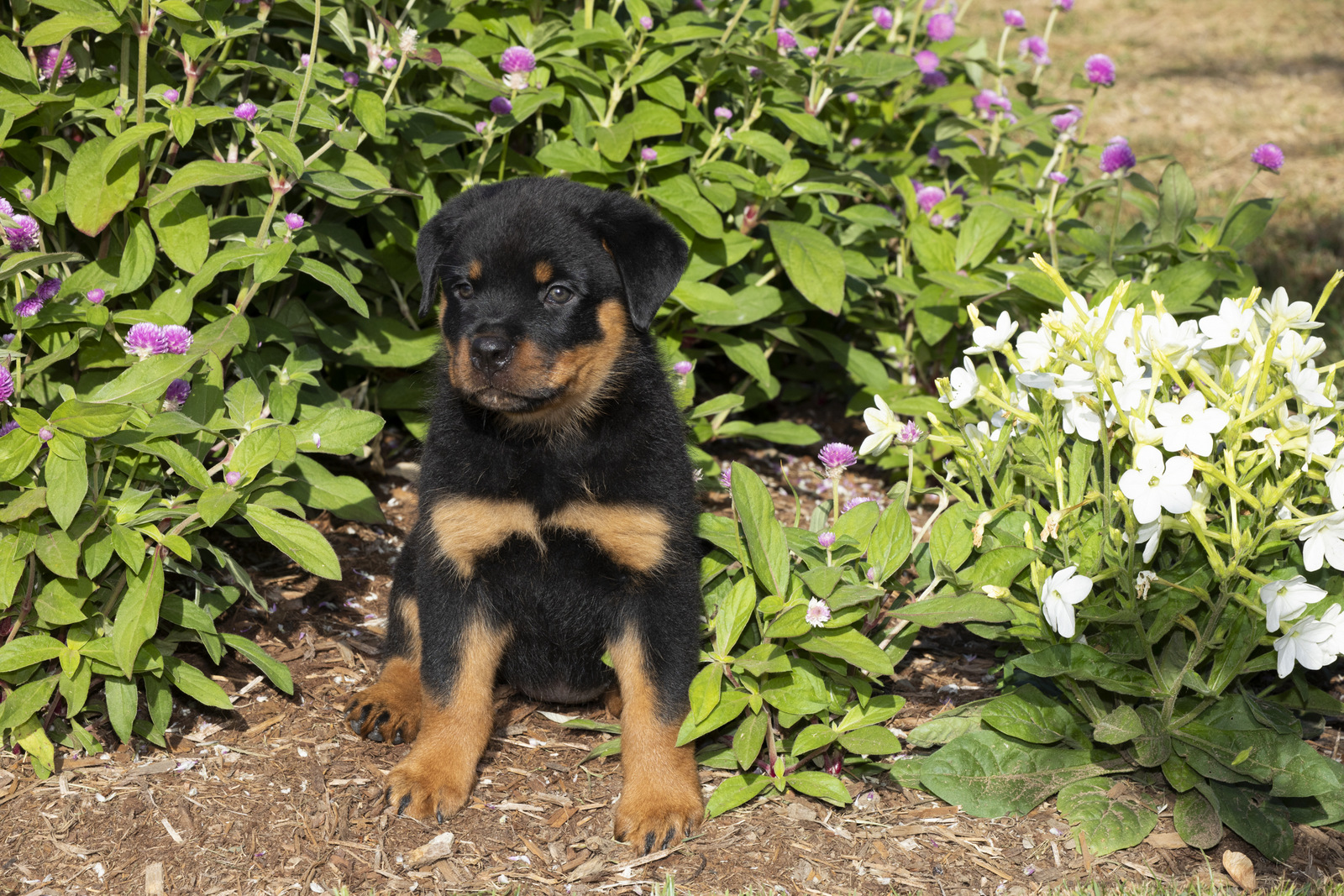 ROTTWEILER PUPPY(S) in late summer flowers; Waterford, Connecticut, USA (CC)