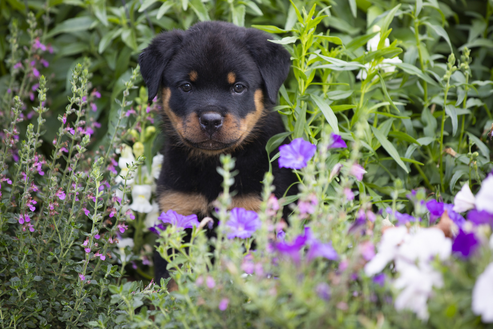 ROTTWEILER PUPPY(S) in late summer flowers; Waterford, Connecticut, USA (CC)