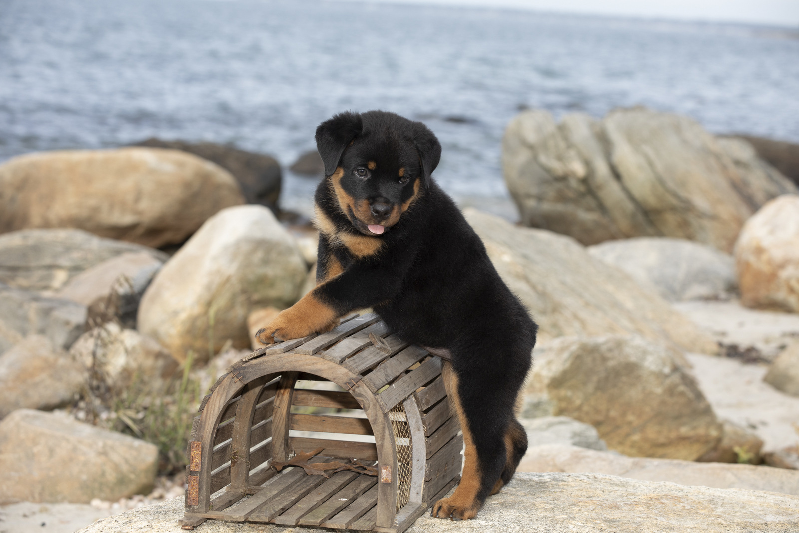 ROTTWEILER PUPPY(S) in late summer flowers; Waterford, Connecticut, USA (CC)