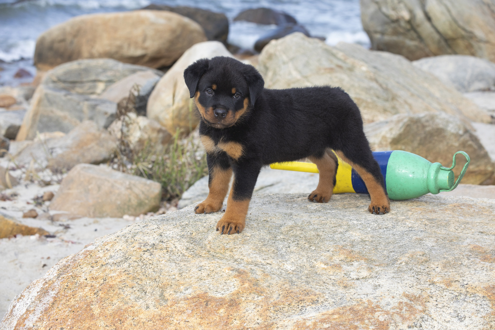 ROTTWEILER PUPPY(S) on rocky beach;  Long Island Sound; Waterford, Connecticut, USA (CC)