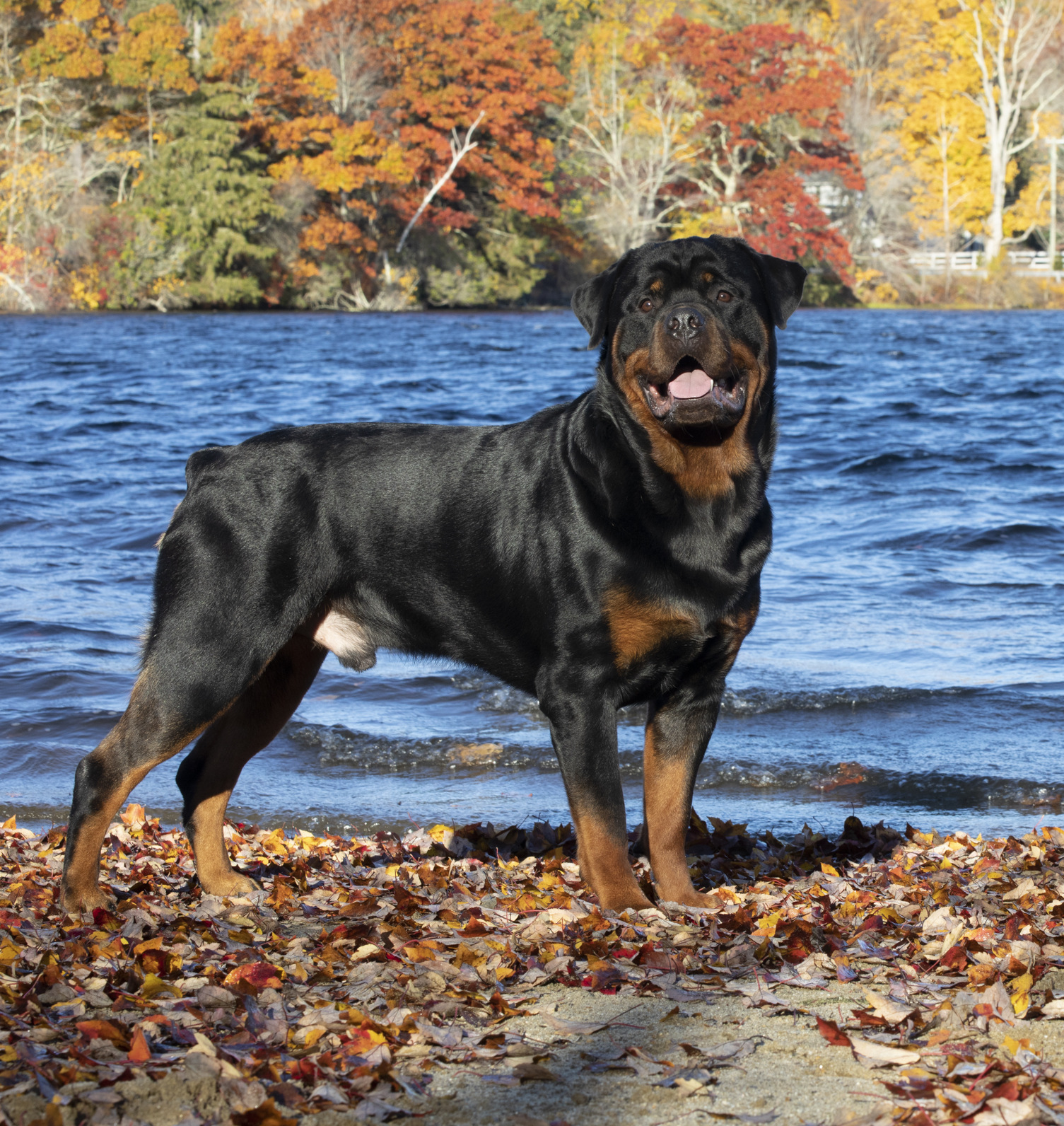 Rottweiler in late October; Chester, Connecticut, USA (CC)