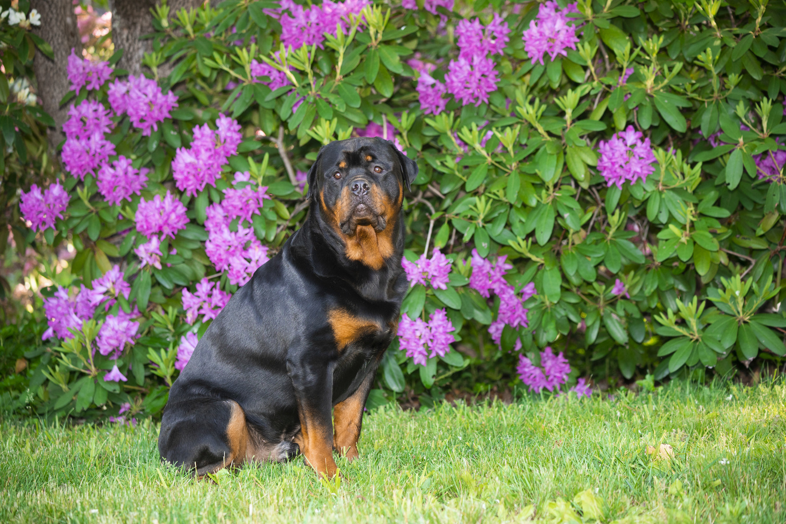 Rottweiler and flowering shrubs, late May; Haddam, Connecticut, USA (CC)