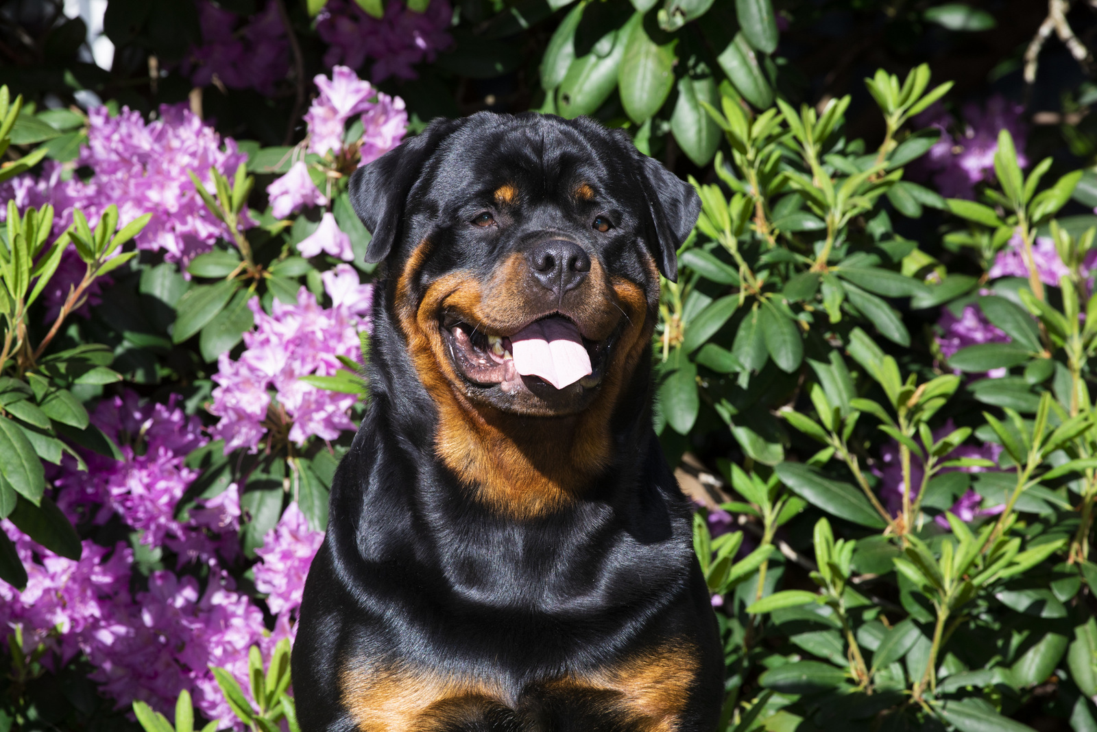 Rottweiler and flowering shrubs, late May; Haddam, Connecticut, USA (CC)