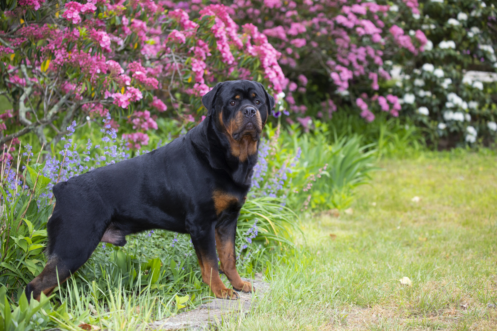 Rottweiler and flowering shrubs, late May; Haddam, Connecticut, USA (CC)