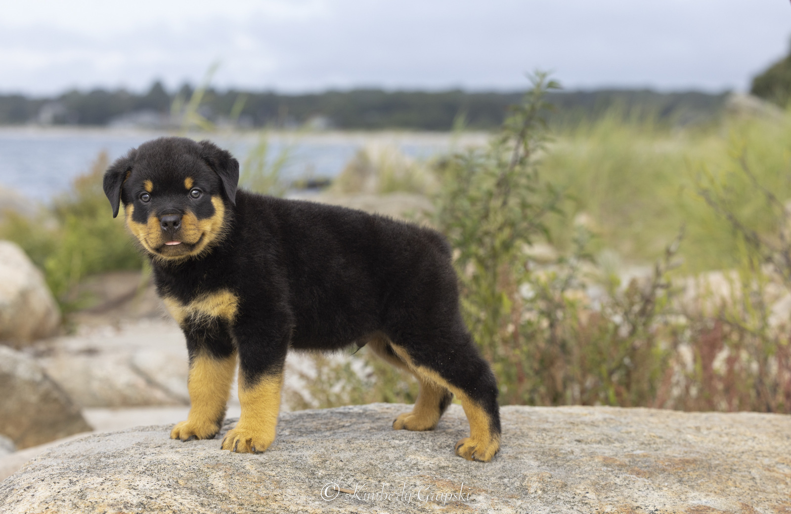 ROTTWEILER Pup(s) in late summer flower garden; Waterford, Connecticut, USA (CC)