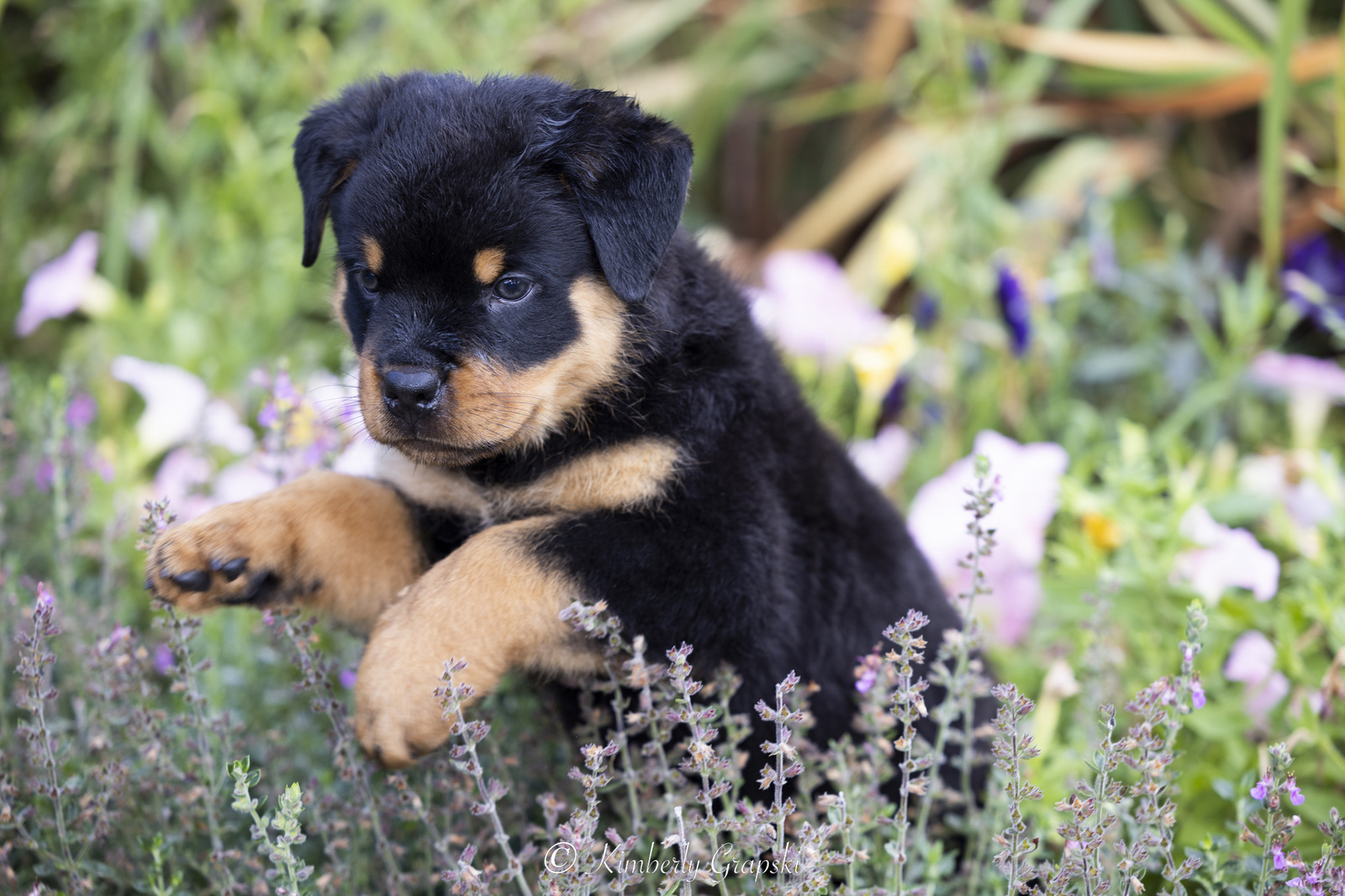 ROTTWEILER Pup(s) in late summer flower garden; Waterford, Connecticut, USA (CC)