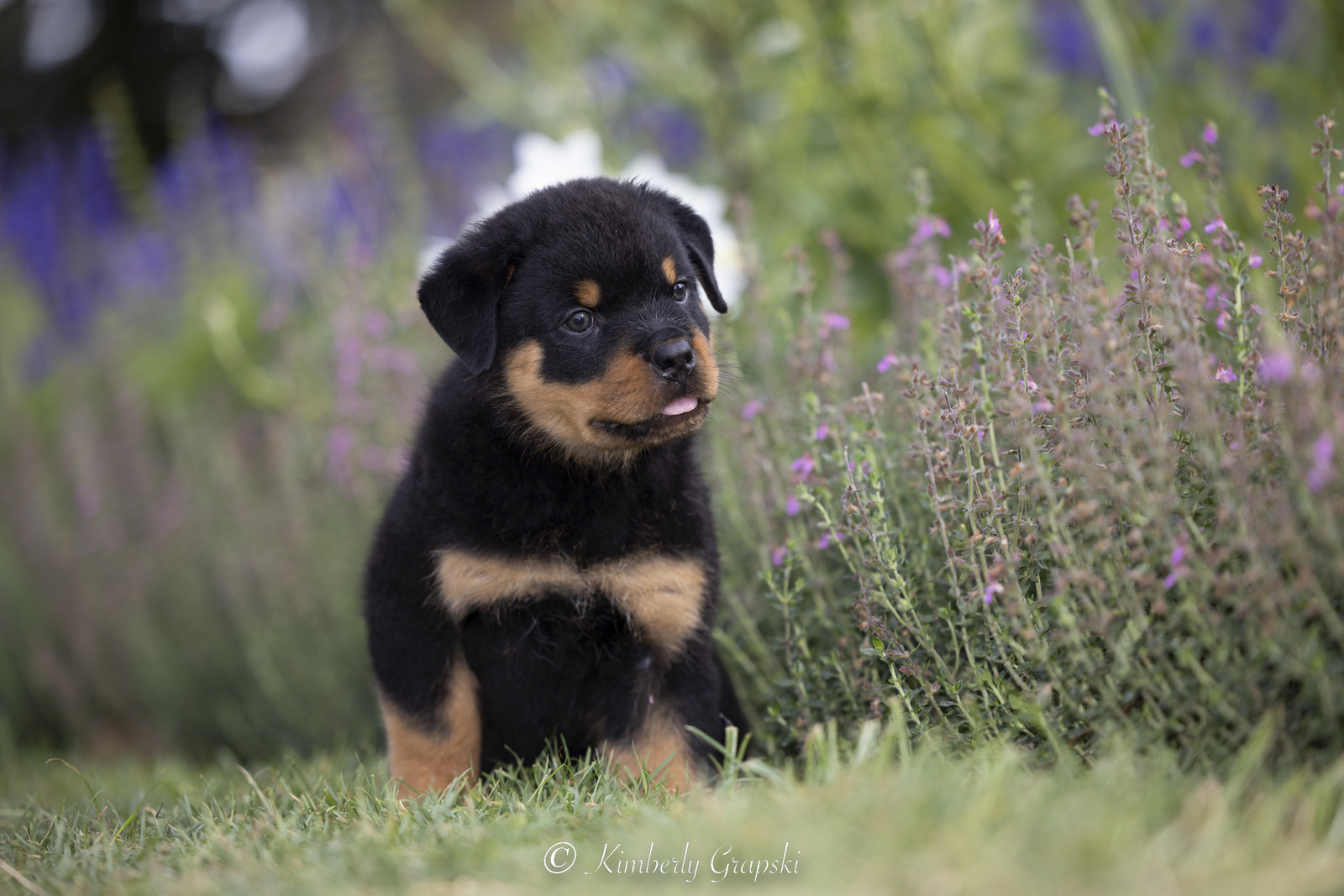 ROTTWEILER Pup(s) in late summer flower garden; Waterford, Connecticut, USA (CC)
