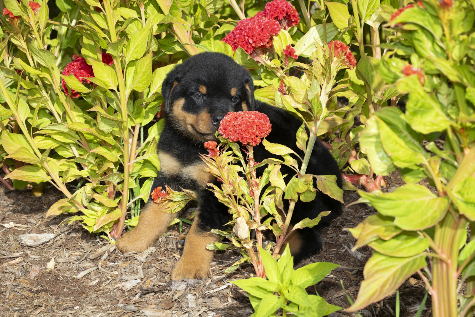 ROTTWEILER PUPPY(S) in late summer flowers; Waterford, Connecticut, USA (CC)