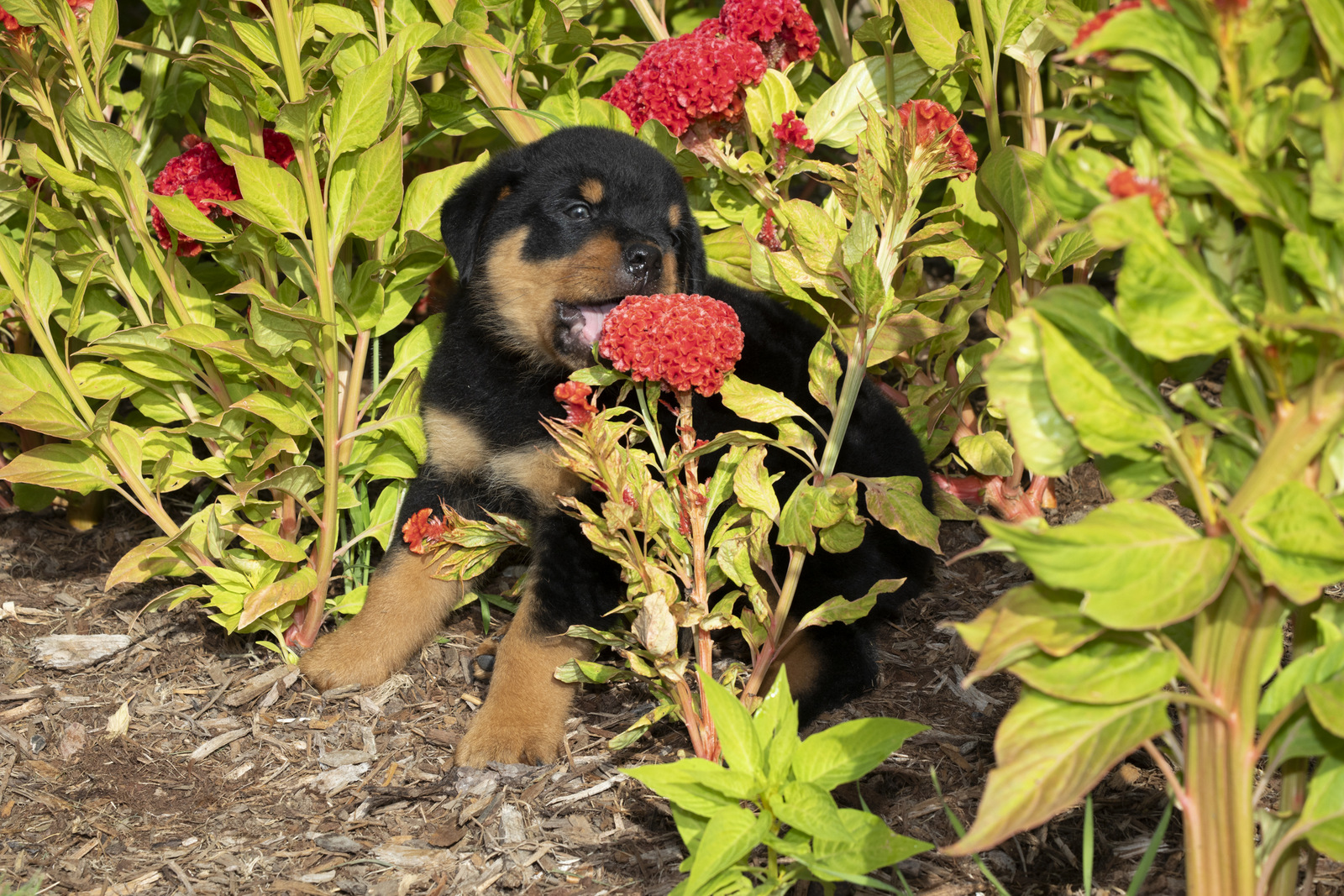 ROTTWEILER PUPPY(S) in late summer flowers; Waterford, Connecticut, USA (CC)