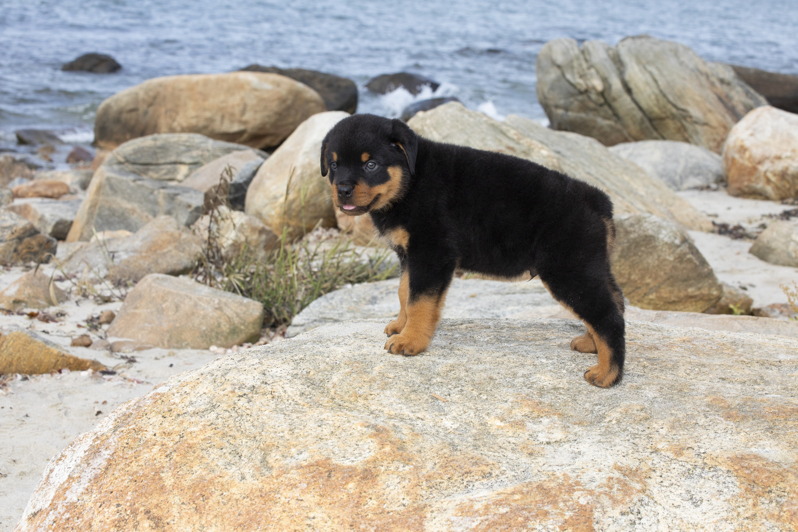 ROTTWEILER PUPPY(S) on rocky beach;  Long Island Sound; Waterford, Connecticut, USA (CC)