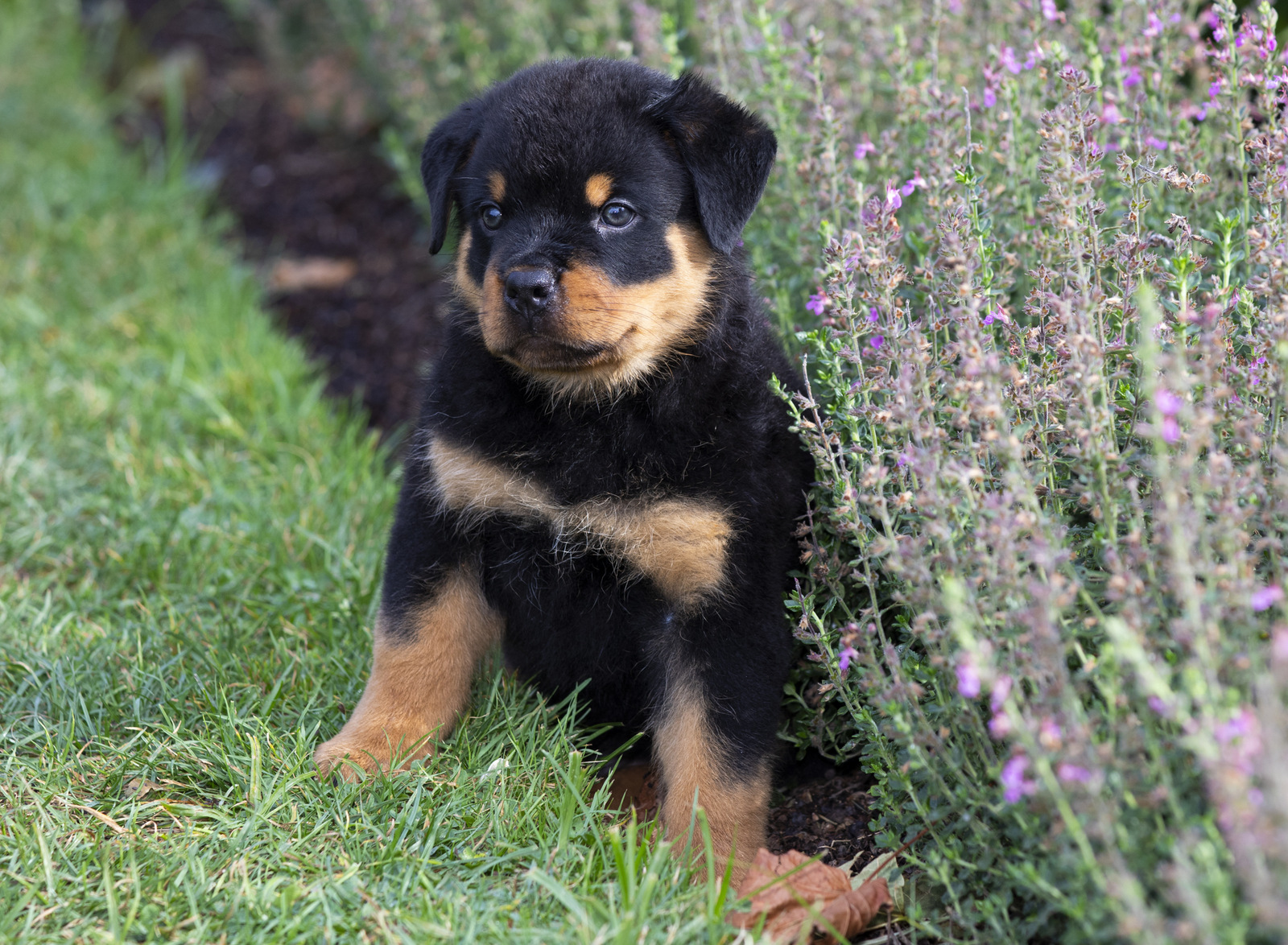 ROTTWEILER PUPPY(S) in late summer flowers; Waterford, Connecticut, USA (CC)