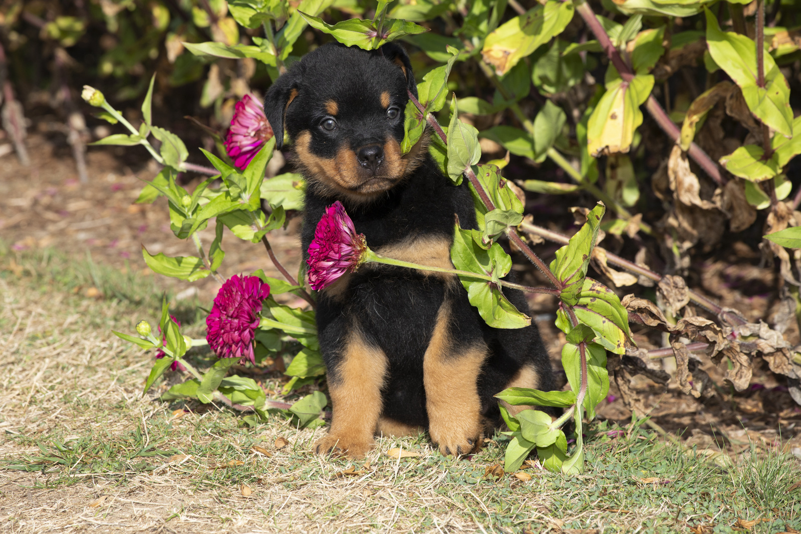 ROTTWEILER PUPPY(S) in late summer flowers; Waterford, Connecticut, USA (CC)