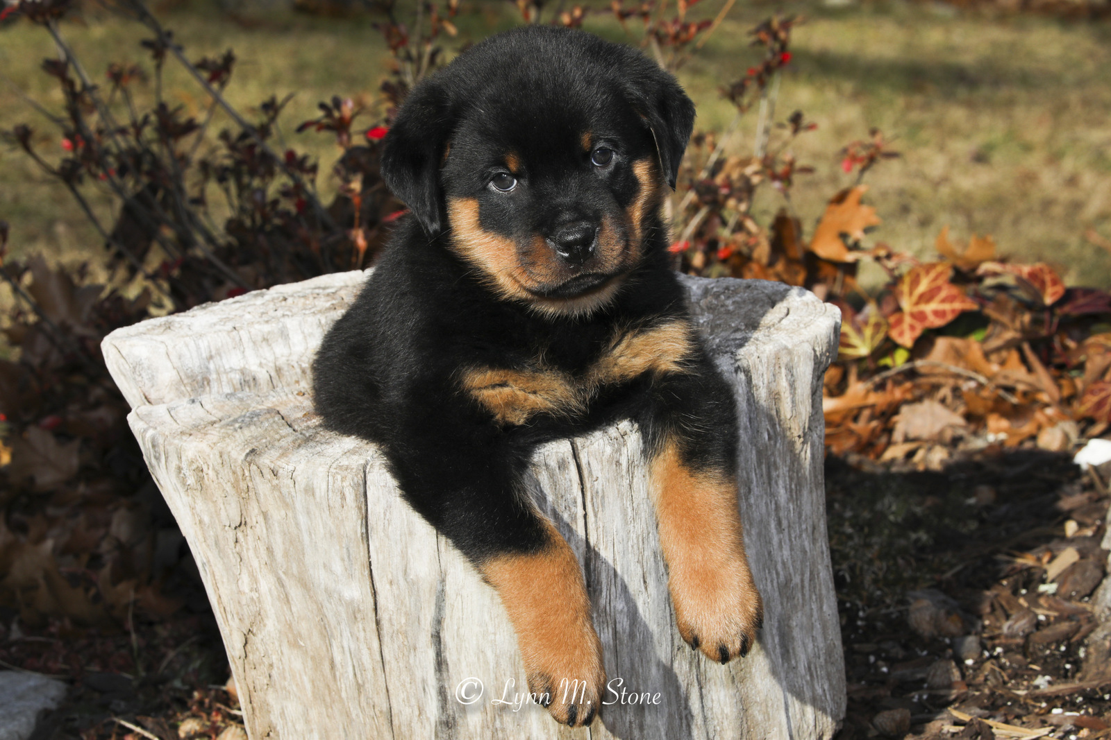 Rottweiler pup(s) iin late fall; Haddam, Connecticut, USA (CC)