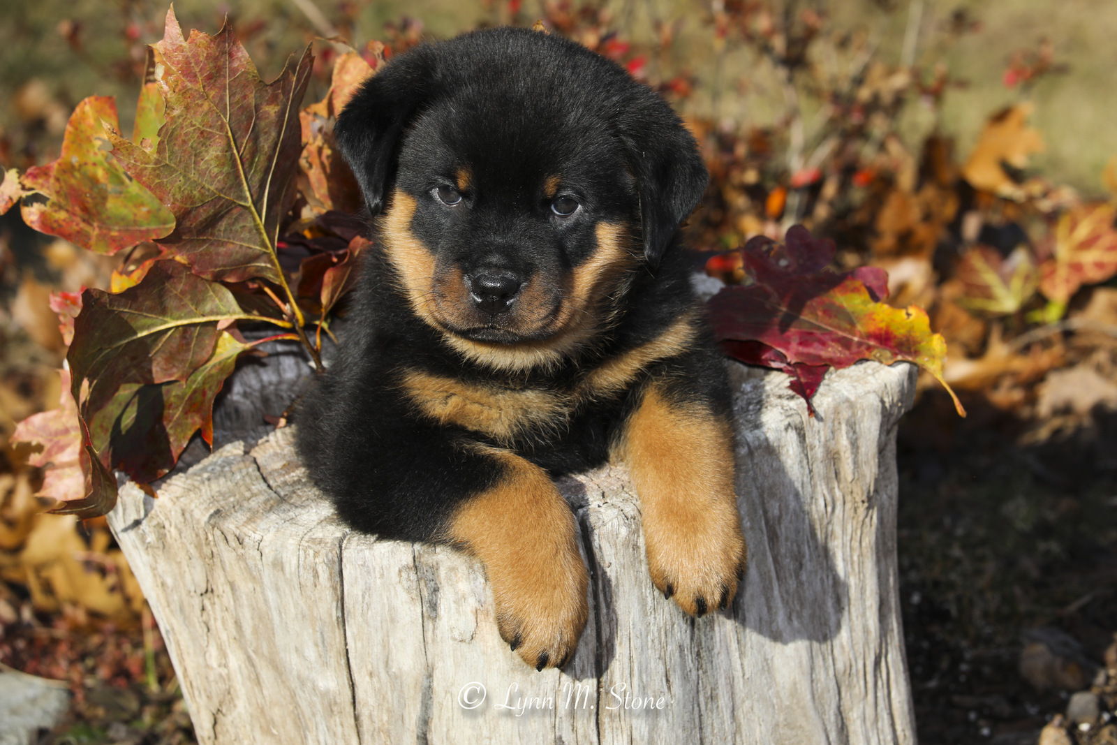 Rottweiler pup(s) iin late fall; Haddam, Connecticut, USA (CC)