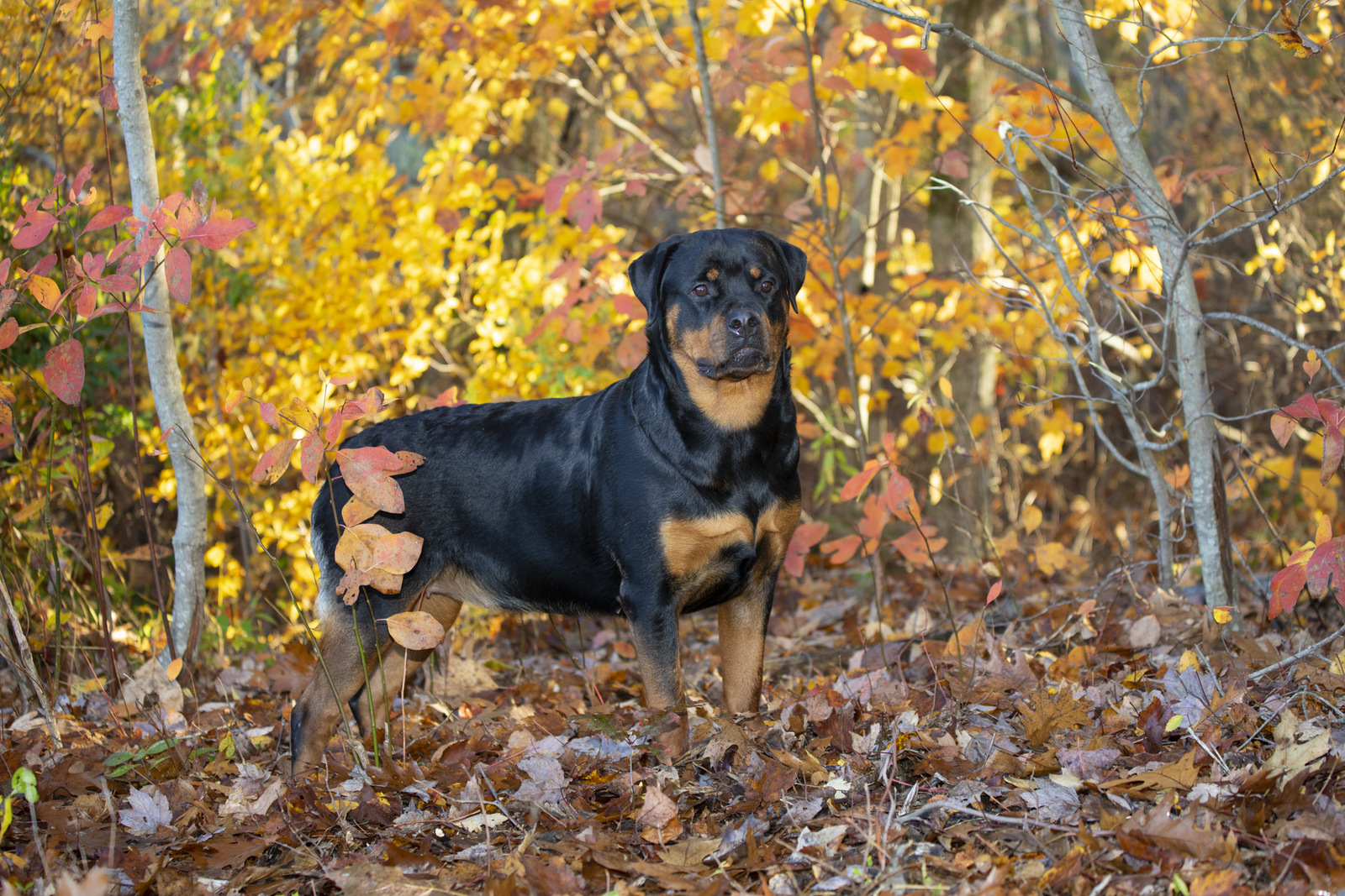 Rottweiler in late October; Chester, Connecticut, USA (CC)