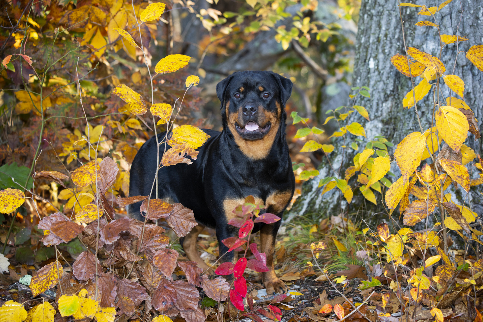 Rottweiler in late October; Chester, Connecticut, USA (CC)
