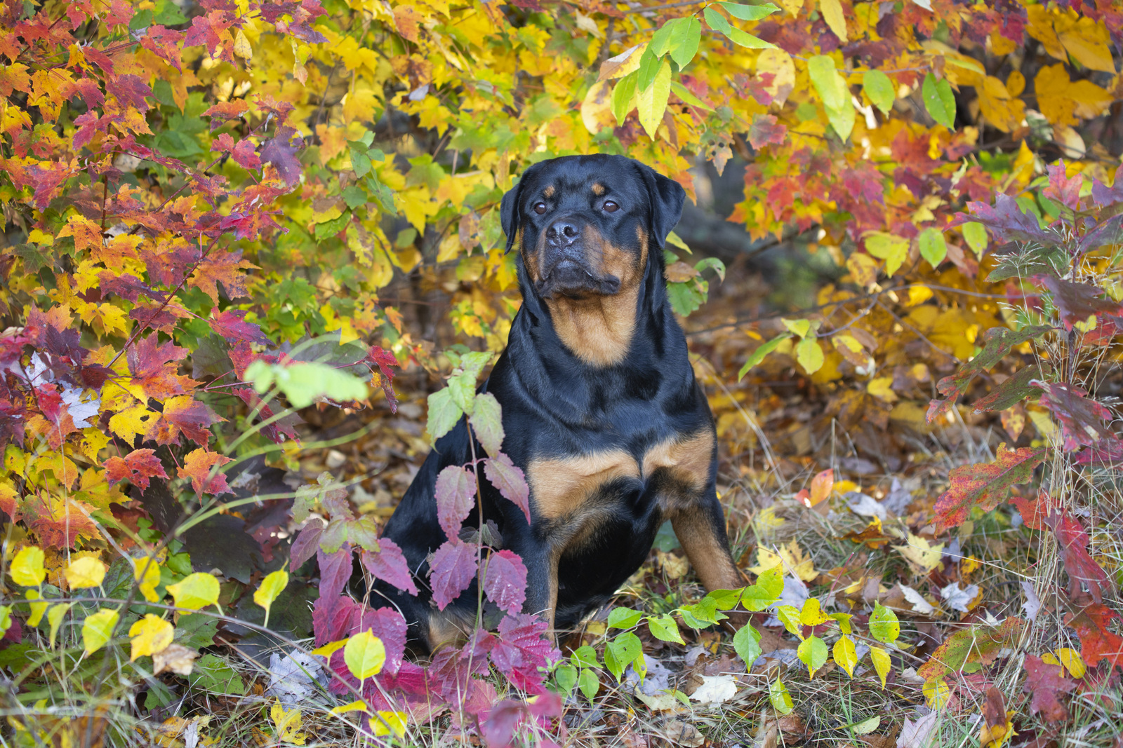 Rottweiler in late October; Chester, Connecticut, USA (CC)