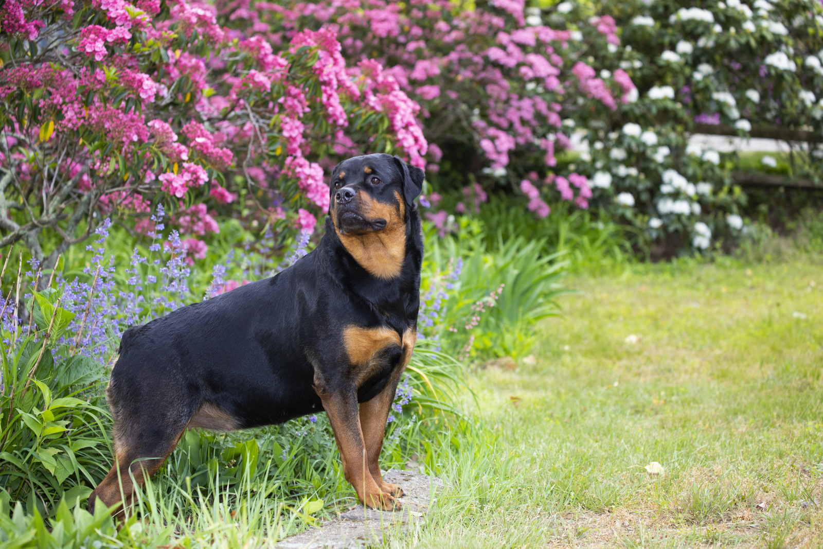 Rottweiler and flowering shrubs, late May; Haddam, Connecticut, USA (CC)