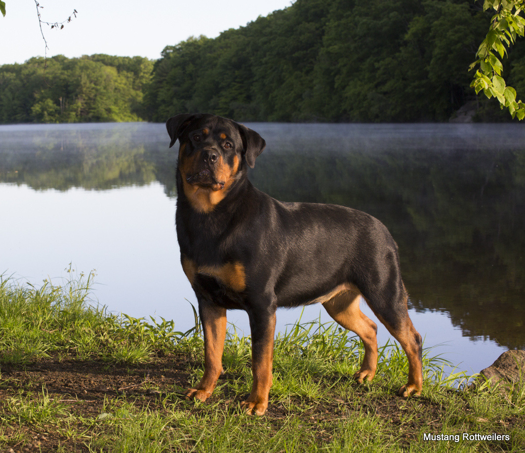 Rottweiler by lakeshore, mid-June; Killingworth, Connecticut, USA (CC)