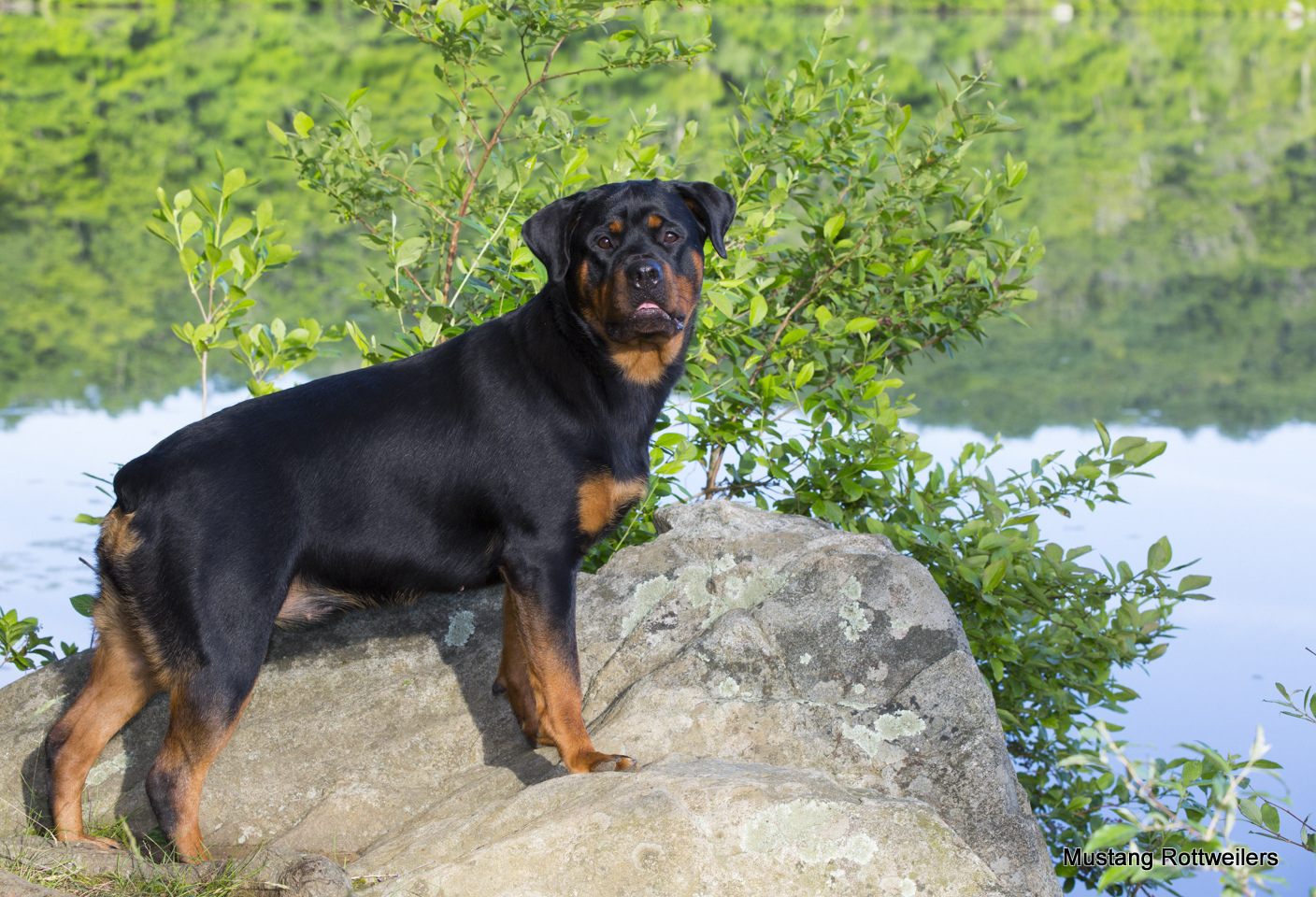 Rottweiler by lakeshore, mid-June; Killingworth, Connecticut, USA (CC)