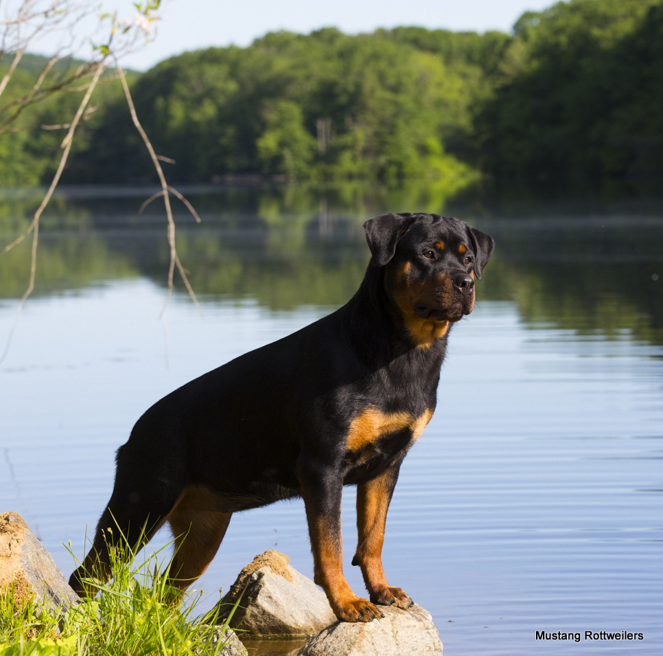 Rottweiler by lakeshore, mid-June; Killingworth, Connecticut, USA (CC)