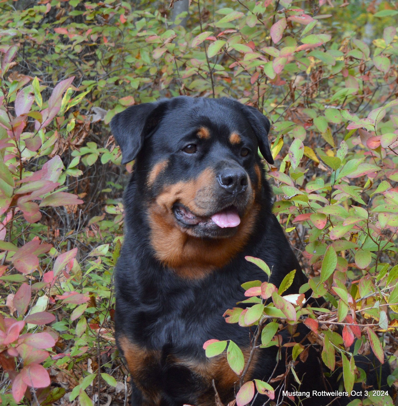 Maserati Rottweiler Welcome To Mustang Rottweilers