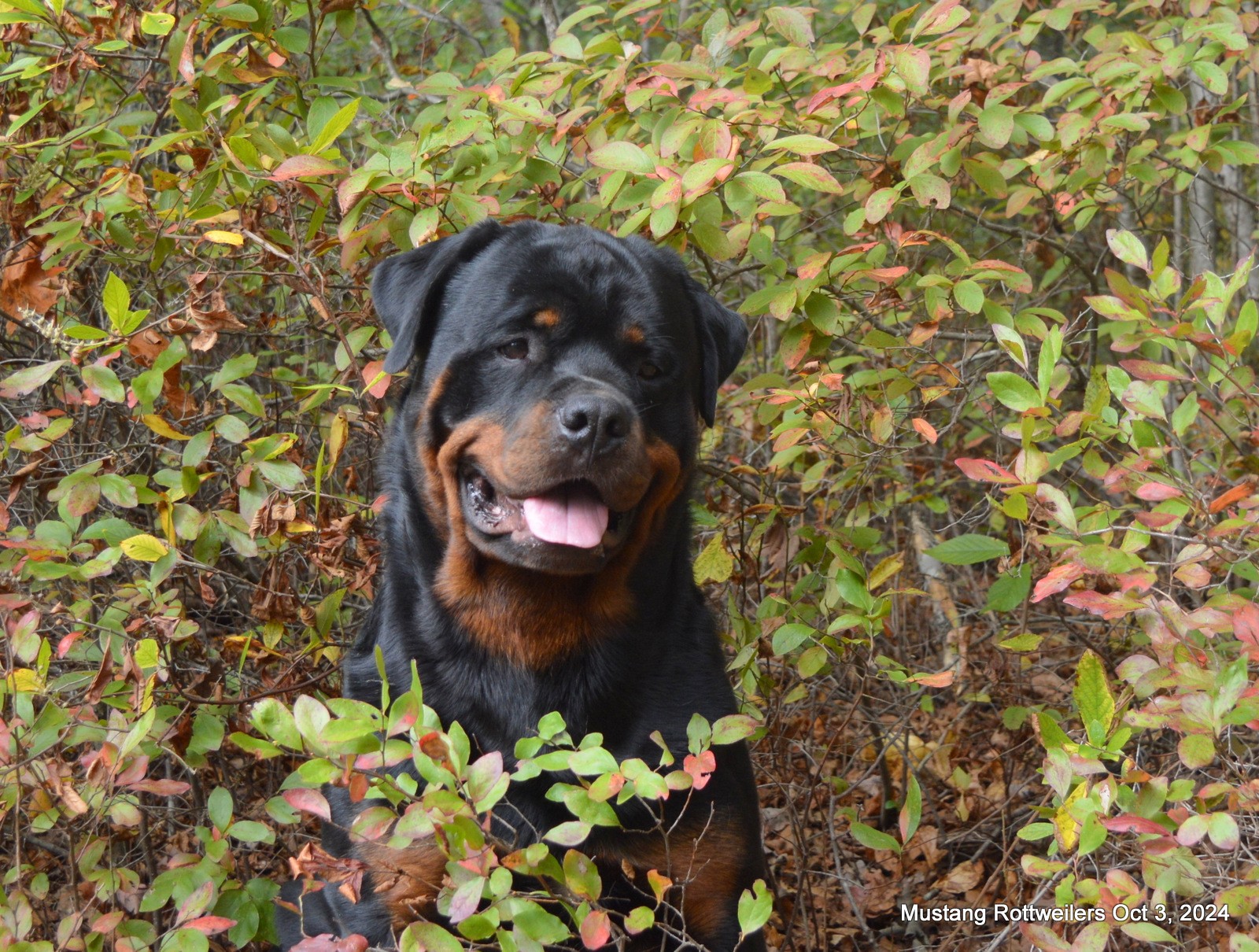 Maserati Rottweiler Welcome To Mustang Rottweilers